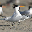Elegant Tern